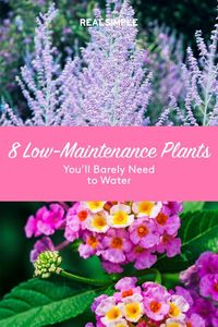 8 Plants You’ll Barely Need to Water | These eight drought-tolerant plants will survive summer and winter, making them the perfect outdoor plants that are suitable for different climates. From lamb's tail to Russian sage, these flowering options are great low-maintenance plants for everyone. #gardening #gardenideas #realsimple #gardentips #gardeningguide