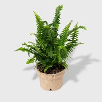 Boston ferns add a pinch of lush forest charm to your home. Native to the forests of South America and Mexico, they love low light and humidity, making the bathroom an ideal placement. Hang it in a corner, allowing its delicate fronds to drape down. Make sure to water regularly. Your plant comes in a biodegradable pot! While you can always repot your plant entirely, you can simply place the entire plant, with the pulp pot, into a decorative pot of your choosing. Plant Care: Keep soil evenly mois