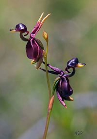 Orchidée n°13 : Caleana major