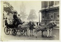 A gentleman rides in a zebra-drawn carriage | Community Post: 30 Strange But Delightful Vintage Photos Of Animals