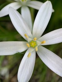 "Introducing the captivating beauty of the \"Star of Bethlehem\" in a timeless and enchanting digital art print. Delicate and pristine, this ethereal white flower is a symbol of purity and grace, and our artwork captures its essence in exquisite detail, offering a mesmerizing addition to your home decor. A Celestial Beauty: The \"Star of Bethlehem\" flower, known for its radiant white petals, resembles a celestial star illuminating the night sky. Our digital art print meticulously depicts every delicate curve and petal of this stunning bloom, ensuring that its celestial allure is preserved forever. Elegance in Simplicity: In its simplicity lies its true elegance. The minimalist composition of this artwork allows the beauty of the \"Star of Bethlehem\" to take center stage, evoking a sense