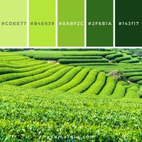 Tea fields Color Palette #296 - Color combination, Color pallets, Color palettes, Color scheme, Color inspiration, Colour Palettes, Art, Inspiration, Vintage, Bright, Blue, Warm, Dark, Design, Yellow, Green, Grey, Red, Purple, Rustic, Fall, Autumn, Winter, Summer 2019, Nature, Spring, Summer, Flowers, Sunset, Sunrise, Pantone