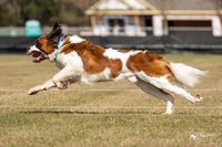 Saint Bernard