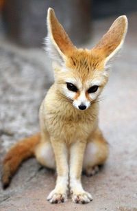 Fennec fox (Vulpes zerda). Possibly the cutest animal on Earth but I wouldn't want one for a pet. An undomesticated nocturnal desert animal with finnicky eating habits probably wouldn't make a good household pet regardless of how cute it is. #cuteanimals