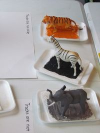 Preschool activity | Animal tracks are not alike – Teach Preschool