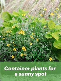 Nine container combinations, ideal for a position in full sun.