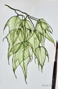 Botanical Art | Watercolor on paper, my work. | Facebook