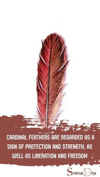 Cardinal feathers are believed to have acted as a sign of spiritual guidance throughout history. In many spiritual traditions, cardinal feathers are regarded as a sign of protection and strength, as well as liberation and freedom. #act #believe #freedom #strength #protection #tradition #traditions