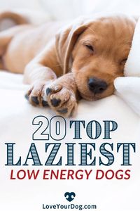 There are some dog breeds that are known for being lower energy and for having lesser exercise requirements than others. This article will give you some guidance on which dogs are the best low energy breeds!