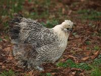 Silver-penciled Silkie Cochin Bantam mix