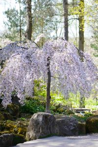 Find the perfect small flowering trees for your garden, featuring the elegant White Snow Fountains Weeping Cherry. Discover the ultimate selection of 10 other stunning trees that add beauty and charm to any landscape. Take a look at these beautiful trees now or save this pin for later to help you find the perfect small flowering tree for your needs!