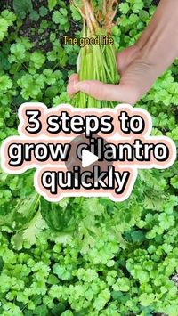 Anthony Alexis on Instagram: "How to grow cilantro quickly"