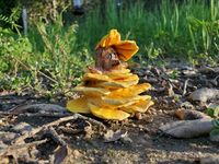 Inspired by the Chicken of the Woods mushrooms, this Mushie friend has a whimsical ballgown of fungi for their evening stroll through the forest.