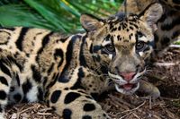 Big Cats ♥ | Sunda Clouded Leopard