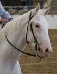 gelding | USA | 2014 | by Banachek out of Pamela's Pet #thoroughbred #gelding #dominantwhite #colouredthoroughbred #whitethoroughbred