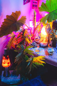 tarot, lava lamp, plants