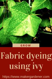 Fabric dyeing using ivy leaves. Natural dyeing from ivy leaves and berries. I have to use alum and iron mordant so that the ivy dye colour sticks to the fabric. Eco dyeing using cotton, wool and silk. #naturaldyeing #ecodyeing #ivydyeing