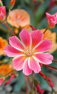 ~~Lewisia cotyledon | NARGS.org~~