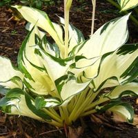 Large hosta bulbs - Etsy