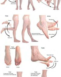 Anatomy references — feet, legs movements