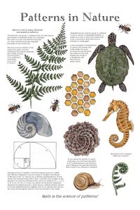 Patterns in Nature Math School Room Poster 12 X 18 - Etsy