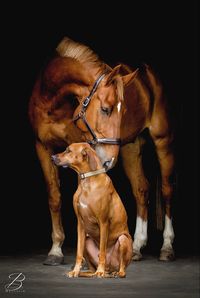 Stable buddies hanging out.