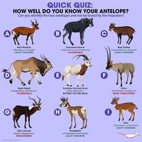 Antelope? - from Peppermint Narwhal on Instagram; Yes to: C, D, E, F, G, I ... No to A, B, H (Muntjac is a deer, Serow is in the same family as sheep and goats, Pronghorn is a member of Antilocapridae.)