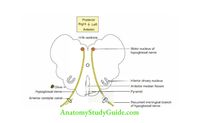 Deep Structure in the Neck Anatomy Notes And Important Questions With Answers - Anatomy Study Guide