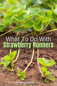 You can easily turn strawberry runners into brand new plants! Learn just how simple it is by reading our newest article all about strawberry runners!