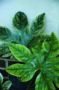 Fatsia japonica Spiders Web | Spider's Web Speckled Japanese Aralia for sale $30.00 | Plant Delights Nursery