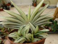 Gasteria 'Sakura Fuji' Nishiki. A very pale form of this Japanese hybrid, but if you look carefully you can see that the inner core is green and can thus photosynthesize quite well. Plants like these can be found on eBay sometimes. #bcss #succulent #gasteria