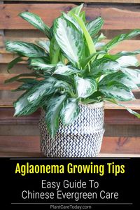 Discover how the Aglaonema Silver Bay can elevate your home or office decor with its striking foliage and easy-care features. Perfect for low light conditions, this plant offers both aesthetic appeal and air-purifying benefits. Photo Credit: Instagram @forgetmenotflowermarkets