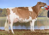 Bopi Talent Lotaine EX93