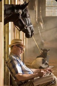 The thoroughbred Ruffian hanging out in her stall. She won 10 consecutive races, usually by wide margins. During a 1975 match race with Foolish Pleasure, she broke a leg and had to be euthanized. 