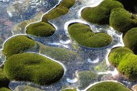 The amazing Antarctic moss - Curious