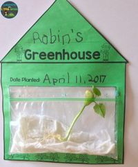 Ideas for growing beans or plants in the classroom or with young kids #plantsscienceprojects #plantsscienceexperiments #growingplantsintheclassroom #scienceforkids #scienceexperimentskids #growingplantswithkids #growingbeansinabag #growingbeanswithkids