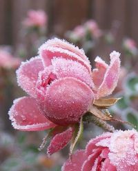 frosted rose...so pretty and pink