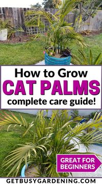 Cat palm plants (aka chamaedorea cataractarum) are easy to care for, and grow well either indoors or outside. In this post, I’ll tell you everything you need to know in order to keep them thriving for many years to come. They’re low-maintenance, tolerant nature makes them perfect to feature in your home or outdoors. Discover what kind of water, light, soil, and maintenance they need so you can care for your cat palm like a pro in no time. Cat palm propagation tips, too! #catpalmindoor