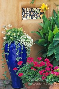 Susan Blevins of Taos, New Mexico, created an elaborate home garden featuring containers, perennial beds, a Japanese themed path and a regional style that reflectes the Spanish and pueblo architecture of the area. A tall blue ceramic vase makes a contrasting counterpoint to a red geranium agains a soft beige stuccoed adobe wall.