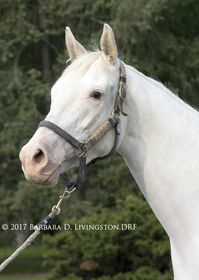 mare | USA | 2012 | by Devil His Due out of Spot of Beauty #thoroughbred #mare #dominantwhite #colouredthoroughbred #whitethoroughbred