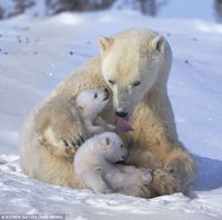 Close: The photographer says the expedition team had been taking their chances for days and found nothing. This image shows the mother licking her cubs