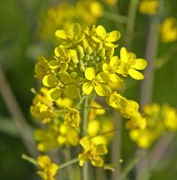 Turnip (Brassica rapa): Charity.