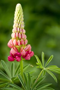 Lupinus ' Gallery Pink - Lupine (meerjarig, 80 cm, mei-jul, ze houden niet van kalkrijke grond, vermeerderen dmv zaaien of wortelstekken).