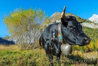 Vaches de la race d'Herens (petite vache de montagne coriace et combative)