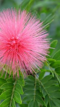 Australian Pink Pom Pom Flowers of garden shrub Calliandra Cultivar Blushing Pixie