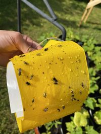 How to Get Rid of Cucumber Beetles - Thistle Downs Farm