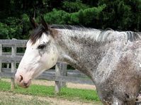 mare | USA | 2007 | by Red White 'N Blaze out of Nordic Policy #thoroughbred #mare #dominantwhite #colouredthoroughbred