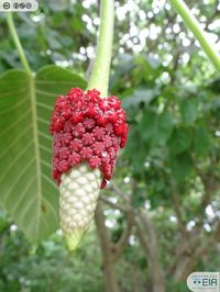 Tronador, Ceiba Bruja (Hura crepitans)