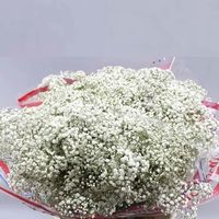 Flower: Baby’s Breath (Gypsophila) Variety: Million Clouds (Small Bloom) Color: WhiteSize: 70cm Stem Count: 25 Stems Per Bunch Baby's Breath, a timeless and delicate bloom that adds a touch of ethereal beauty to any floral arrangement or decor. With its dainty, cloud-like clusters of white flowers, Baby's Breath exudes pure charm and elegance. Sourced from top-tier farms, our Baby's Breath guarantees freshness and superior quality. Whether you're designing enchanting wedding bouquets, dreamy centerpieces, or adding a soft accent to your special events.