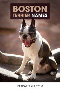 To make your job easier we have made a list of our favorites so that you can find the perfect Boston terrier name for your girl or boy Boston terrier puppy. #bostonterriernames #bostonterrierdognames #bostonterrier